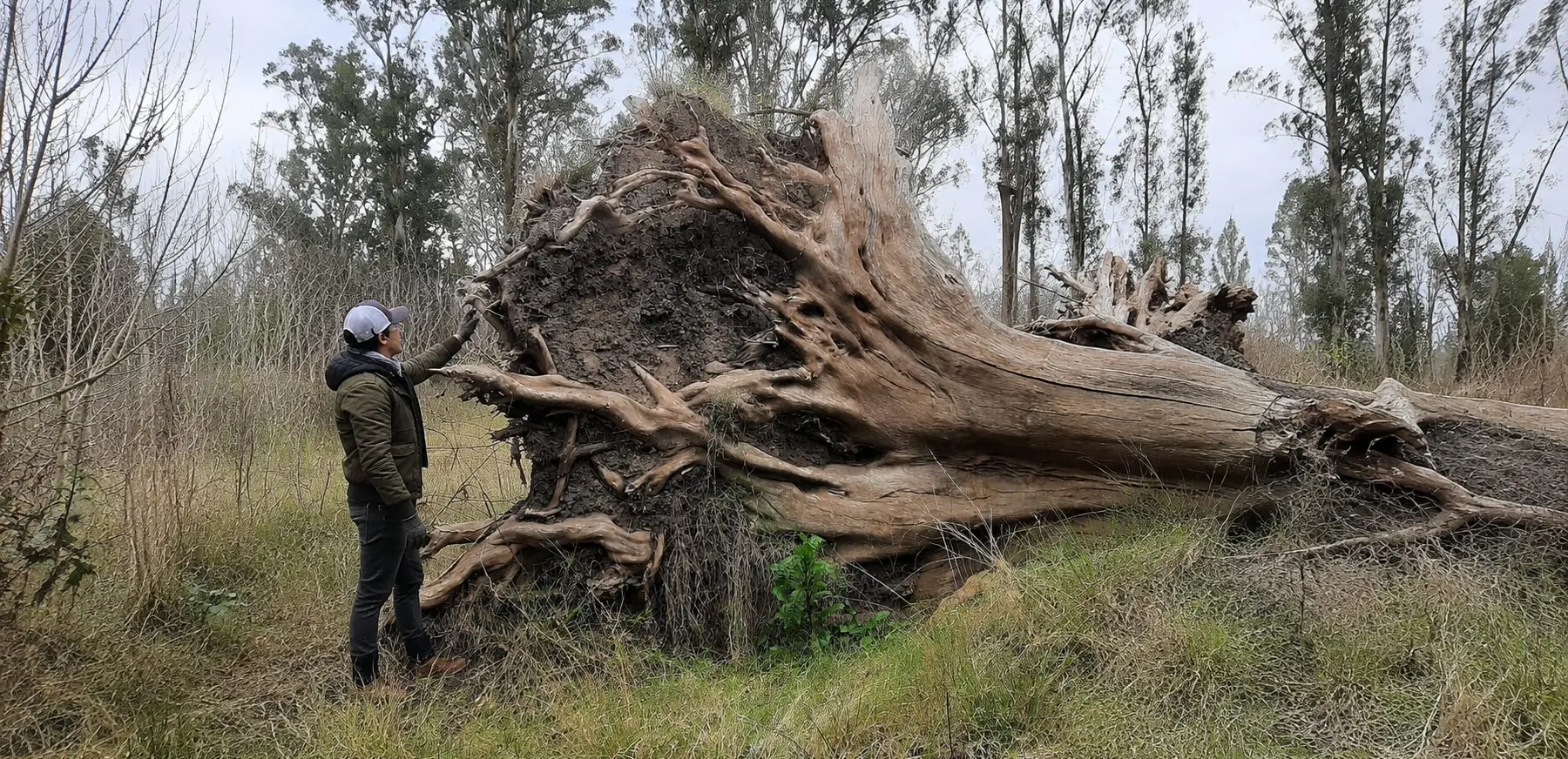 Una persona junto a la raíz de un árbol caído en el campo.