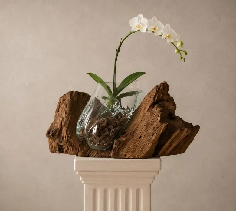 Orquídea en un orquidero de vidrio sobre eucalipto barnizado.