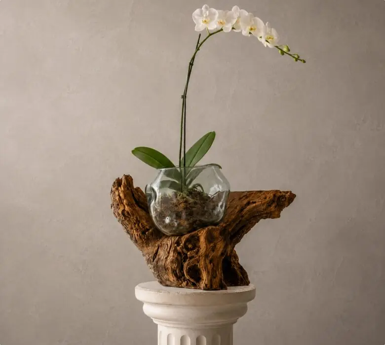 Orquídea en un orquidero de vidrio sobre madera recuperada.