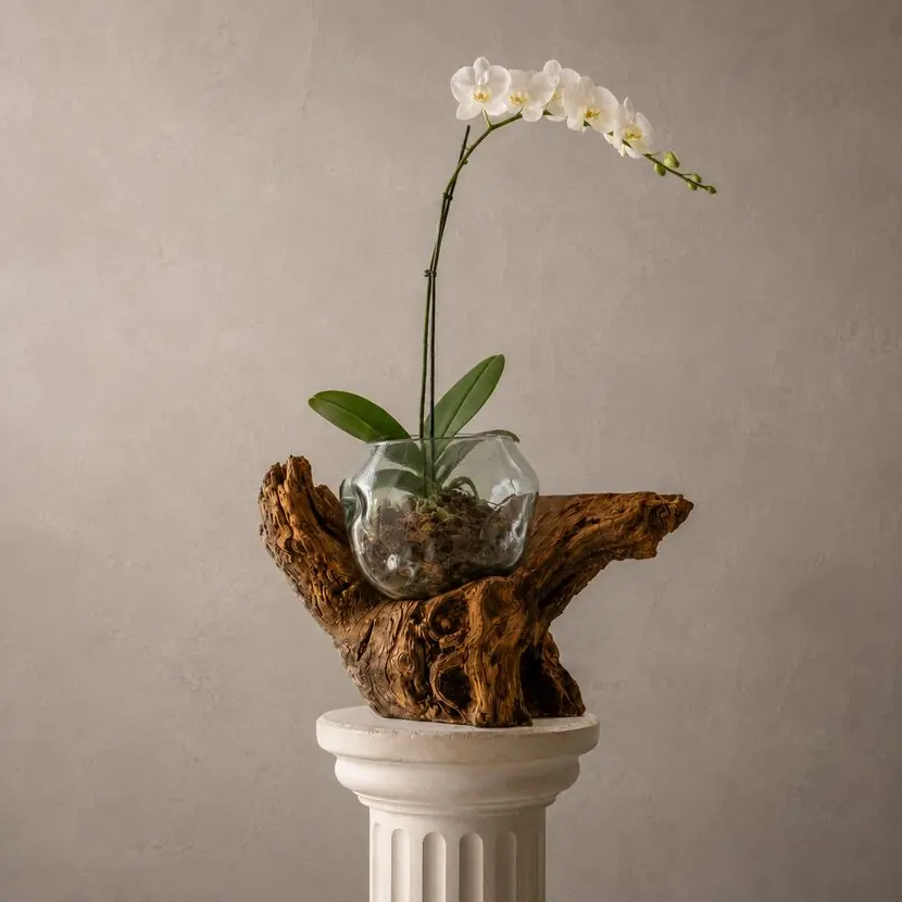 Orquídea en un orquidero de vidrio sobre madera recuperada.