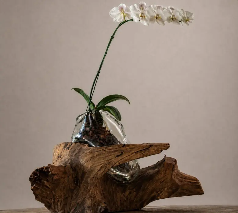 Orquídea cultivada en una estructura de vidrio sobre madera.