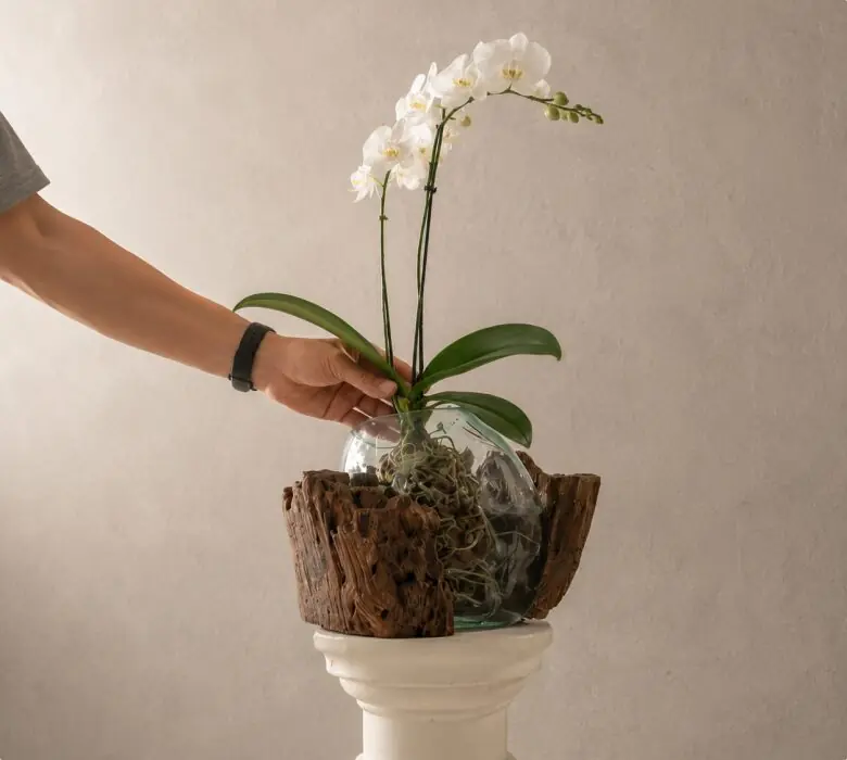 Orquídea en una pieza de vidrio soplado sobre tronco abierto.