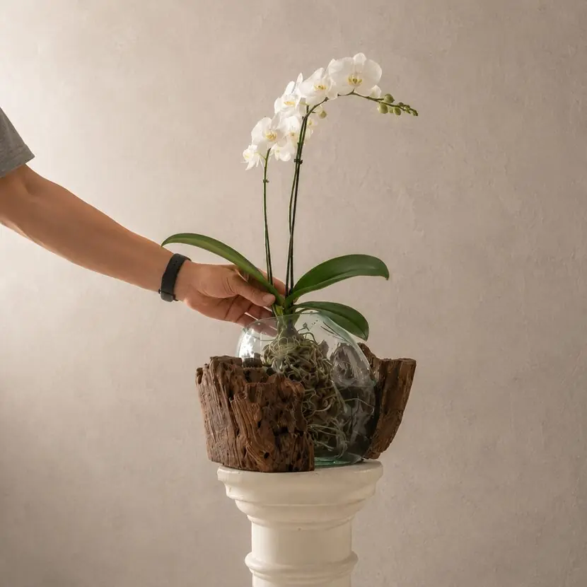 Orquídea en una pieza de vidrio soplado sobre tronco abierto.